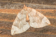 Eulithis propulsata