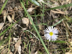 Allittia uliginosa