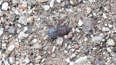 Porcellio laevis