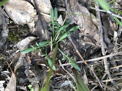 Allittia uliginosa