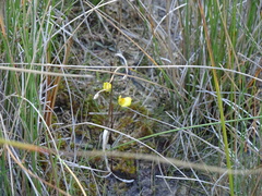 Utricularia ochroleuca