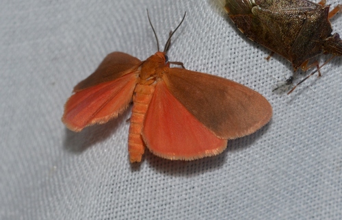 Ruddy Holomelina