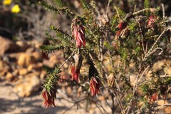 Darwinia helichrysoides
