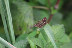 Piruna penaea