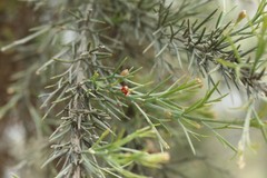 Jacksonia furcellata