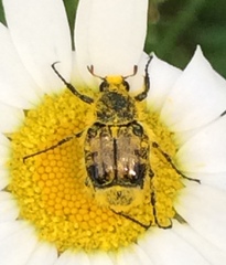 Trichiotinus