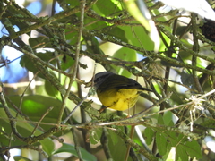 Myiothlypis coronata