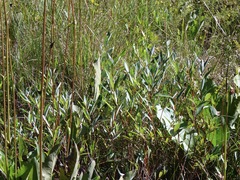 Salix myricoides