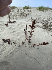 Rumex persicarioides