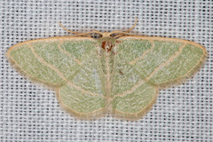 Chlorochlamys appellaria