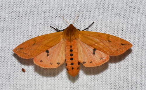 Isabella tiger moth