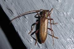 Eburida quadriguttata