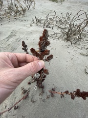 Rumex persicarioides