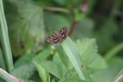 Piruna penaea