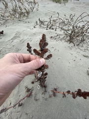 Rumex persicarioides