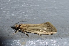 Tingena chloradelpha