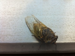 Cryptotympana facialis