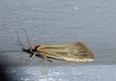 Tingena chloradelpha