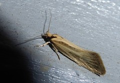 Tingena chloradelpha