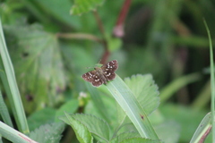 Piruna penaea