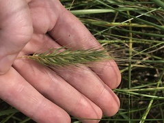 Elymus glabriflorus