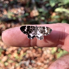 Trichodezia californiata