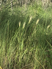 Elymus glabriflorus