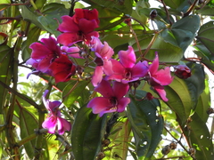 Meriania nobilis