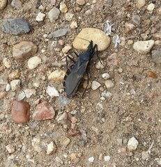 Triatoma gerstaeckeri