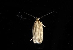 Agonopterix umbellana