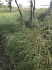 Elymus glabriflorus