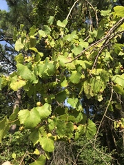 Vitis rotundifolia rotundifolia