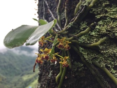 Phalaenopsis difformis difformis