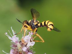 Conops scutellatus