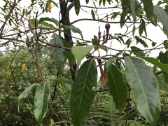 Ceropegia pubescens