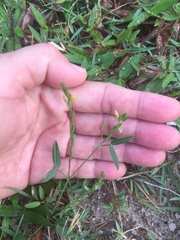 Zornia diphylla