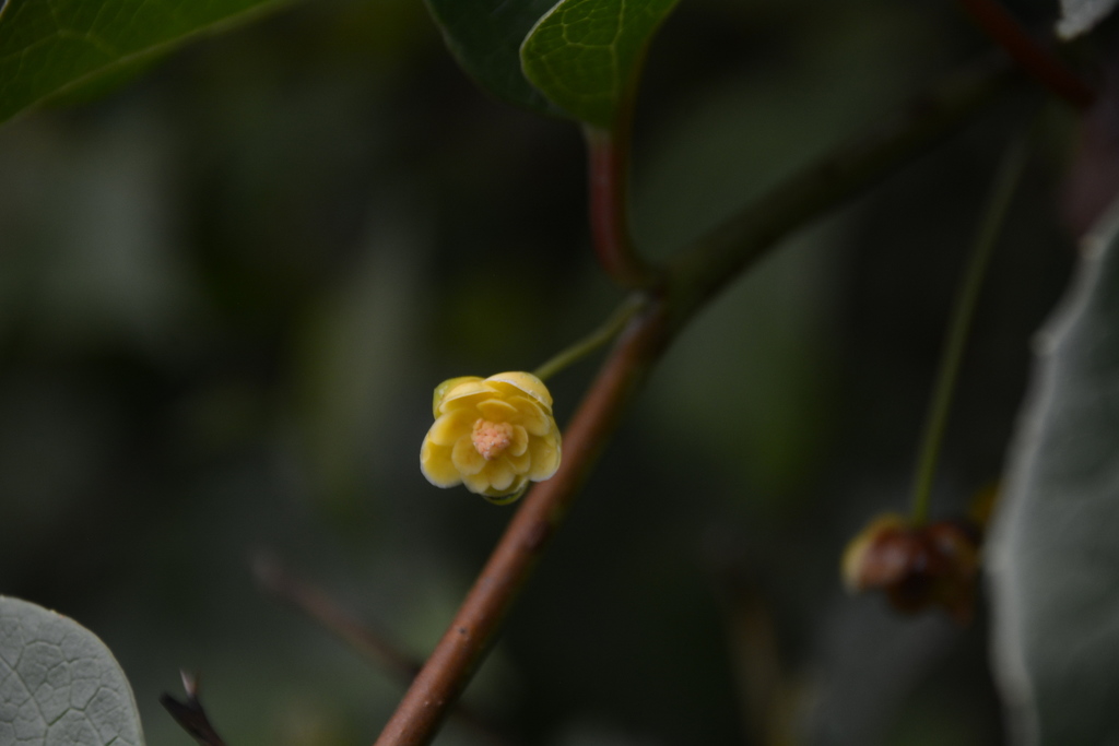 Schisandra neglecta (Schisandra neglecta)