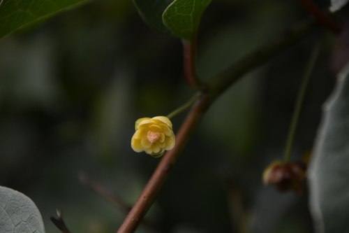 Schisandra lancifolia