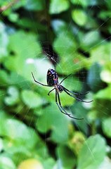 Leucauge argyrobapta
