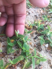 Thuarea involuta