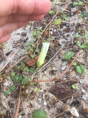 Thuarea involuta