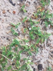 Thuarea involuta