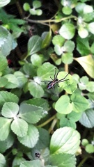 Leucauge argyrobapta