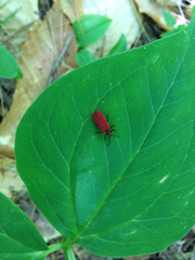 Dictyoptera aurora