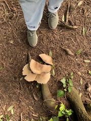 Agaricus augustus perrarus