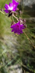 Mirabilis comata