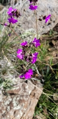 Mirabilis comata