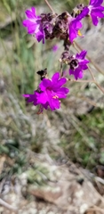 Mirabilis comata