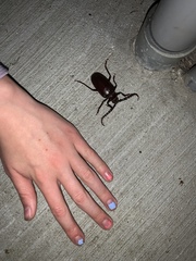 Prionus californicus