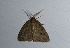 Pseudocoremia rudisata ampla